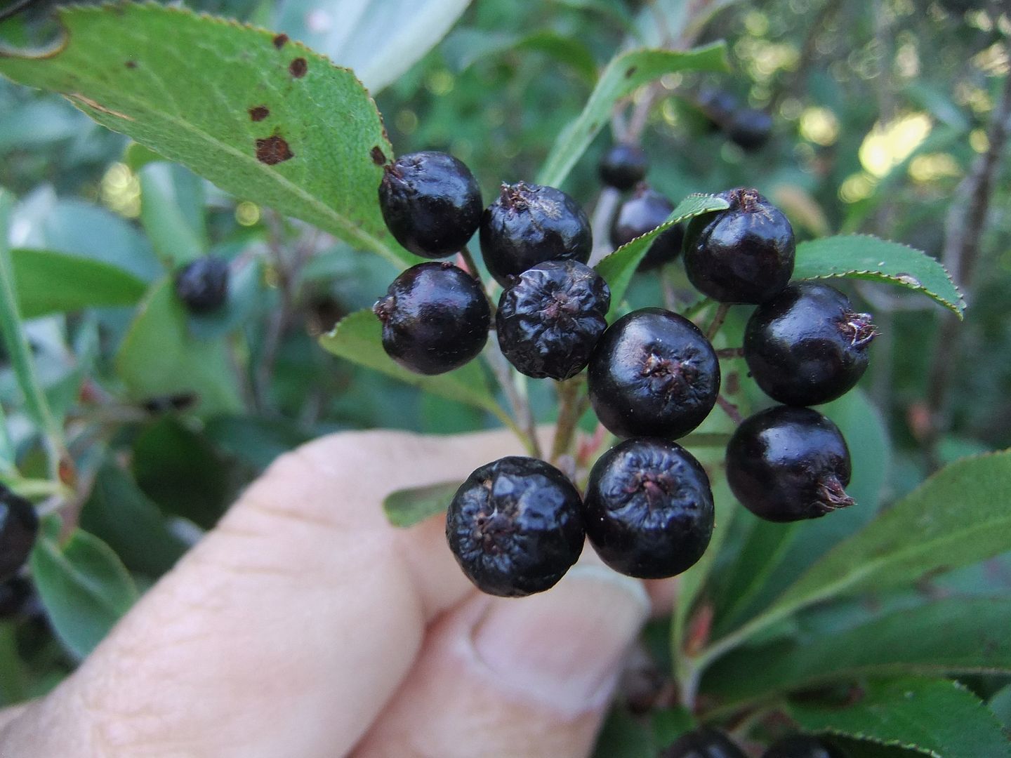 Wild Plant Uses... Page 5 Scenery/Trailcam Nova Scotia Hunting